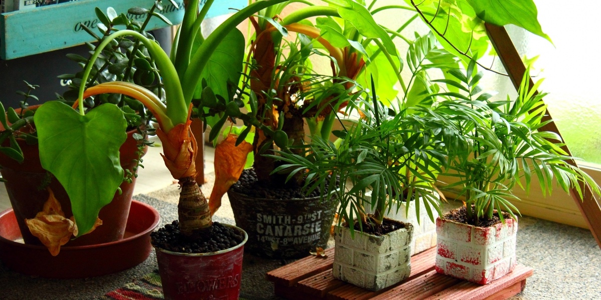 ネイルサロンに観葉植物を置きたい 育てるコツとおすすめの種類はこれ