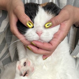 蝶々桜ピンクブラック猫5個セット