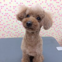 福井県のオフのみができる安いネイルサロン ネイルブック